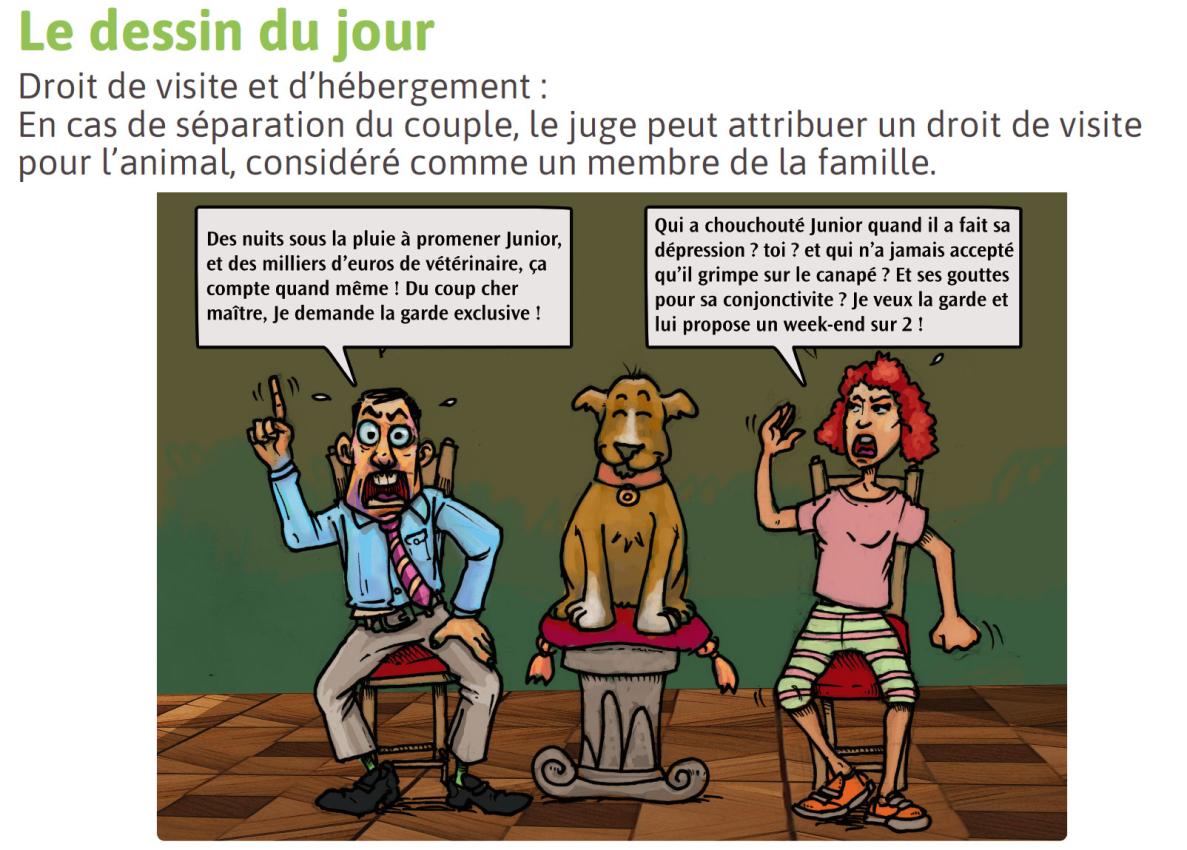 garde-alternee-pour-les-animaux-de-compagnie